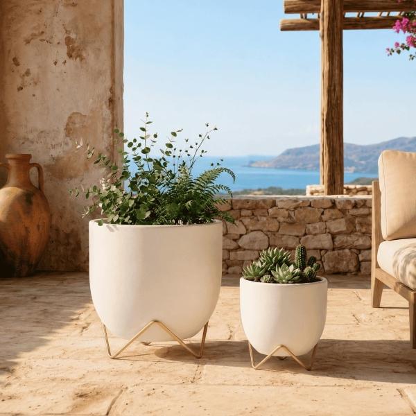 PACK MACETA AZALEA 20 CM + AZALEA 30 CM BLANCO CON BASE CANGREJO DORADA