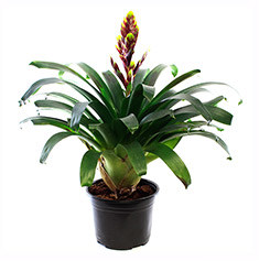 PLANTA BROMELIA 6" VARIEDAD DECORATIVA