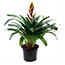 PLANTA BROMELIA 6" VARIEDAD DECORATIVA