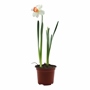 PLANTA NATURAL NARCISO 42 X 12.5 CM CON MACETA DE PLÁSTICO