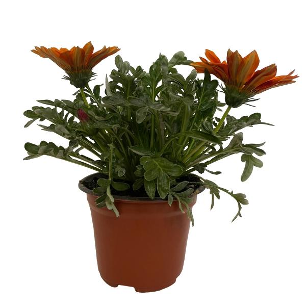 PLANTA GAZANIA 5"