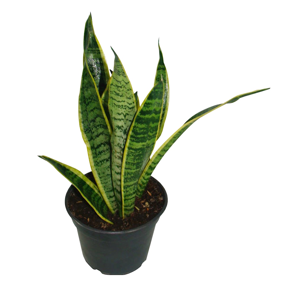 Planta sanseviera laurentis natural verde 15.24 cm