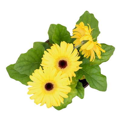 PLANTA NATURAL GERBERA 31 X  CM DIPONIBLE EN VARIOS COLORES | The Home  Depot México