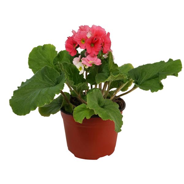 PLANTA NATURAL PRÍMULA 24 X 15 CM CON MACETA DE PLÁSTICO