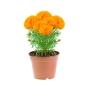 PLANTA CEMPASUCHIL 6 PULGADAS
