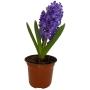 PLANTA JACINTO