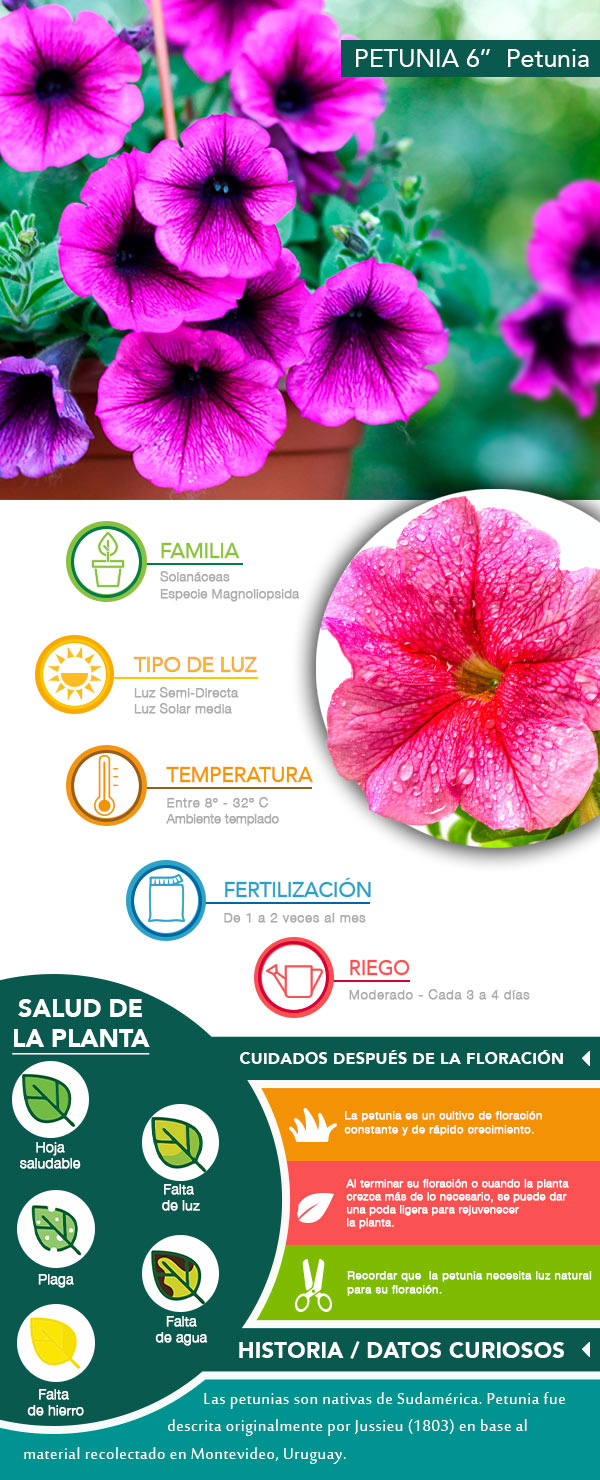 PLANTA PETUNIA 6