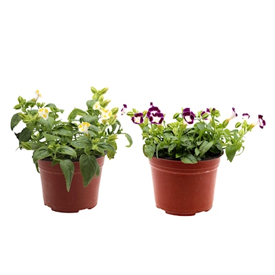 PLANTA TORENIA NATURAL 6 PULGADAS VARIOS COLORES