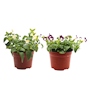 PLANTA TORENIA NATURAL 6 PULGADAS VARIOS COLORES