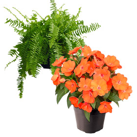 Plantas de follaje