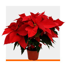 Plantas